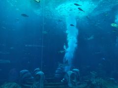 -海棠湾洲际-涛·海底餐厅·美人鱼·自助餐·海底隧道