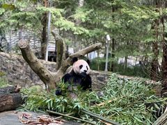 -都江堰中华大熊猫苑