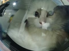 -美联众合爱康动物医院•复杂内科•肿瘤科•牙科•腔镜诊疗中心