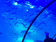 -左海海底世界