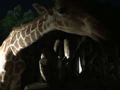 -清迈夜间动物园