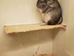 -龙猫仔乐园(惠福东路店)