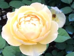 -人民公园(罗湖区)