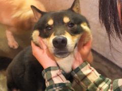 -萌喵宠狗爱心宠咖