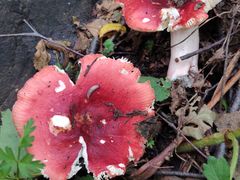 -白草畔自然风景区