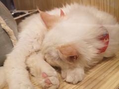 -屋虎猫馆(宝安大仟里店)