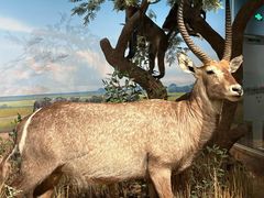 -陕西自然博物馆