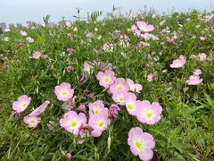 -洋湖国家湿地公园