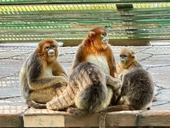 -北京野生动物园