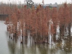 -白鹭湾湿地公园
