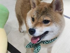 -逗柴咖啡屋·狗咖猫咖宠物桌游