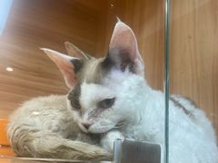 -猫十亿·布偶金渐层·曼基康矮脚猫舍(青年路店)