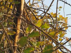 -永定河休闲森林公园