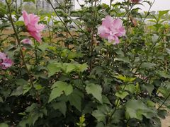 -田园东方蜜桃村的田野营地