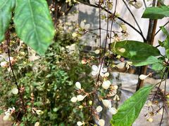 -双季花艺园艺市场(浦东店)