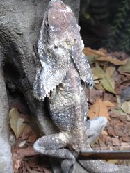 -Zoolung Zoolung动物主题公园(海信广场店)