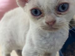 -momokira米努特·德文卷毛猫·棉花面纱犬