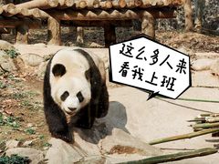 -都江堰中华大熊猫苑