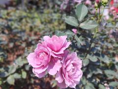 -人民公园(罗湖区)