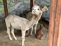 -栾川竹海野生动物园