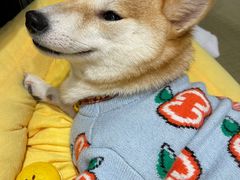 -逗柴咖啡屋·狗咖猫咖宠物桌游