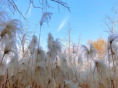 -梁鸿国家湿地公园