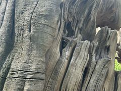 -新加坡飞禽公园
