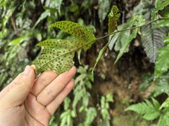 -中国科学院西双版纳热带植物园