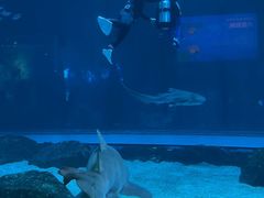 -海合安成都极地海洋公园