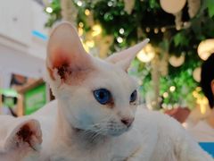 -Bastet sally猫舍购宠(静安店)
