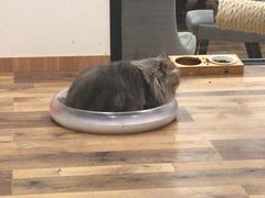 -袖虎·猫馆(体育西路店)