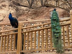 -青藏高原野生动物园