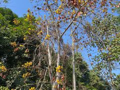 -中国科学院西双版纳热带植物园