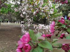 -长白岛森林公园