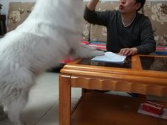 -宠福鑫康馨动物医院·骨科·眼科