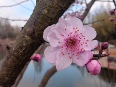 -上海滨江森林公园