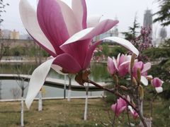 -雁滩公园