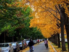 -三里屯东五街银杏大道