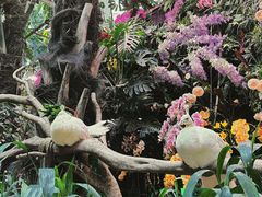 -正佳雨林生态植物园