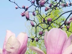 -大兴滨河森林公园