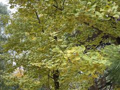 -长白岛森林公园