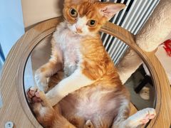 -momokira米努特·德文卷毛猫·棉花面纱犬