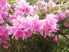 -悉尼蓝山三姐妹峰
