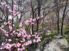 -洛阳白云山景区