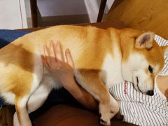 -柴务处·柴犬主题狗咖