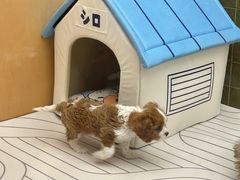 -帕帕拉兹宠物(亚洲旗舰店)