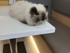 -喵园·猫主题咖啡厅·撸猫·猫咖(国贸店)