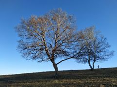 -塞罕坝国家级自然保护区