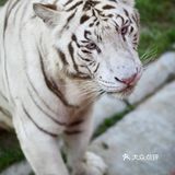 超出预期的北京野生动物园