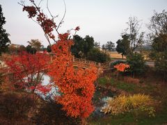 -西京湾花海